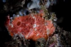 S C A R L E T
Freckled frogfish (Scarlet frogfish) - Som... by Irwin Ang 